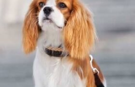 Why Food Label Are Becoming Popular for Pets