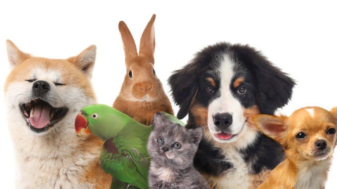Top Food Names For Pets