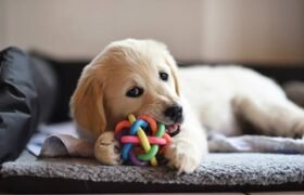 How to Choose the Perfect Name for Your New Puppy