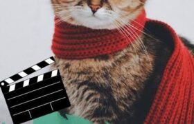 Best Cat Names Inspired by Movies and TV Shows