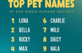 Most Popular Pet Names and Their Meanings