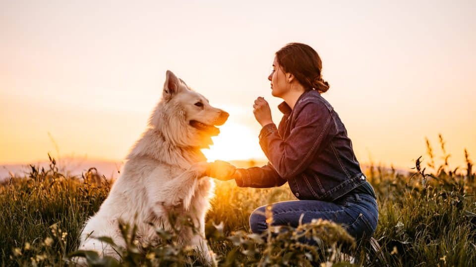 Dog training tips for good behavior.