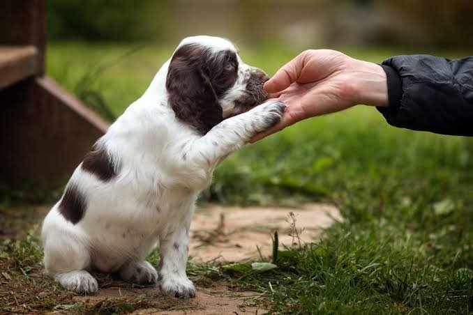 100+ Cute Dog Names: The Ultimate Guide for Your New Puppy