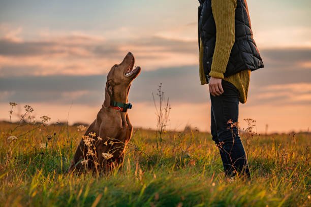 Dog training tips for good behavior.